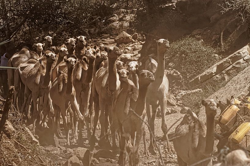 kamelen van rene schuiling