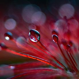 Sundew with clear drops by Anne Ponsen