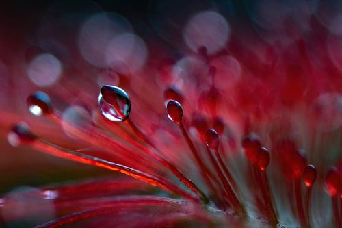 Ténébrion à gouttes claires sur Anne Ponsen