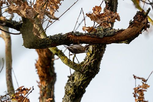 A tree creeper in autumn