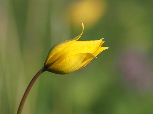 Wilde Waldtulpe, die nach der Sonne greift.