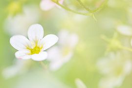 Romantic flower by Inge Smulders