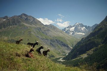 Geiten in de Franse Alpen van Floris Verweij