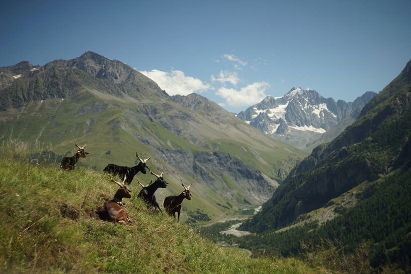 Goats in the French Alps by Floris Verweij