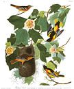 Baltimoretrupial von Birds of America Miniaturansicht
