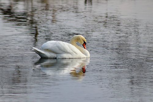 Cygne muet