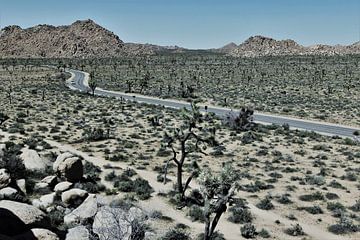 Joshua Tree  National Park van ilja van rijswijk