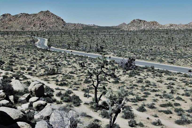 Joshua Tree National Park by ilja van rijswijk
