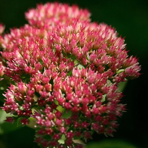 Rosa Blüten / Knospen