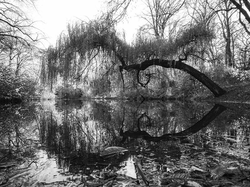The Hanging Tree In The Juliana Park by Mr White Takes Pictures
