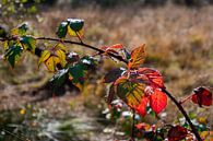 Rotes Herbstblatt von Ingrid Aanen Miniaturansicht