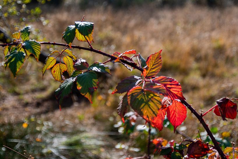 Rood herfstblad van Ingrid Aanen