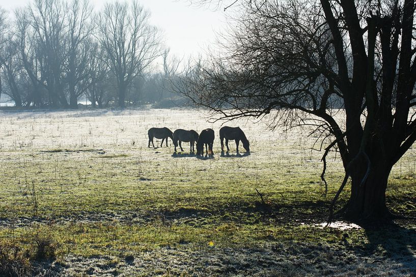 Konik's horses silhouette by Timo Kant