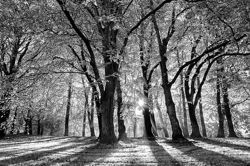 Sunrise in the castle park