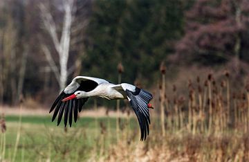 Stork in flight - Nr. 4 van Ursula Di Chito