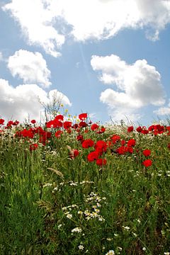 Field of poppies - part two by Homemade Photos