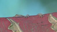 Gekko - Gecko van Gonnie van Hove thumbnail