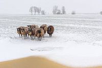 L'hiver dans l'Alblasserwaard : des moutons avec leur derrière dans le vent