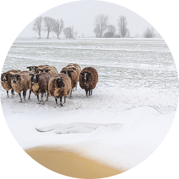 Winter in de Alblasserwaard: schapen met de kont in de wind van Beeldbank Alblasserwaard