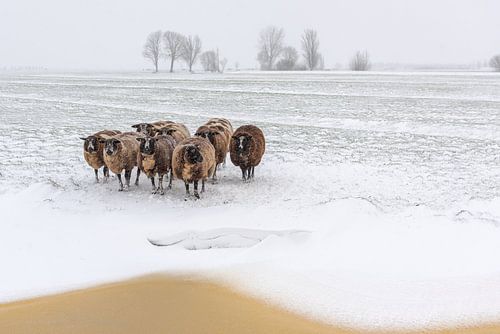 Winter in the Alblasserwaard: sheep with their butts in the wind