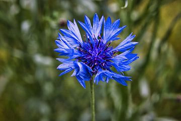 Korenbloem bloem van Carl-Ludwig Principe