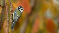 Mésange bleue dans l'atmosphère de l'automne