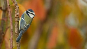 Blaumeise in Herbststimmung