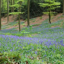 Lente in Hallerbos met wilde hyacinten von Manuel Declerck