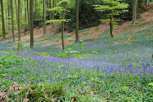 Lente in Hallerbos met wilde hyacinten