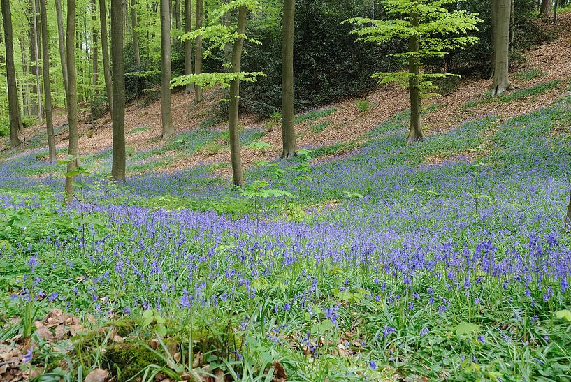 Lente in Hallerbos met wilde hyacinten von Manuel Declerck