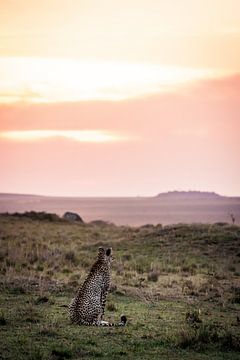 Gepard im Sonnenuntergang von Simone Janssen