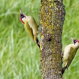 Green woodpecker pair in standard orchard
