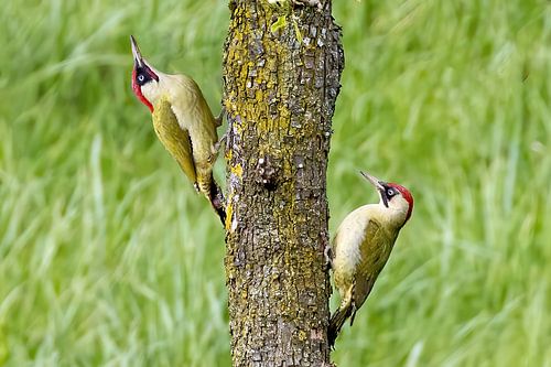Green woodpecker pair in standard orchard by Michelle Peeters