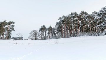Snowy forest at the Kampina