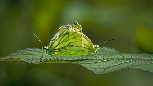 Mating of the small-veined white butterfly