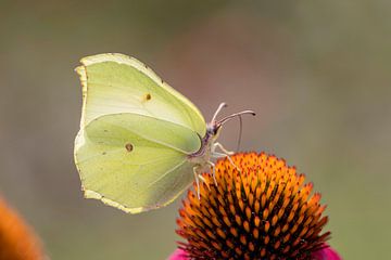 lemon butterfly