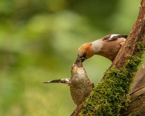 Feeding apple finch