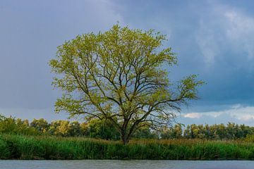 Boom in de Biesbosch van Merijn Loch