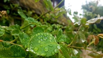 de dauw op de bladeren