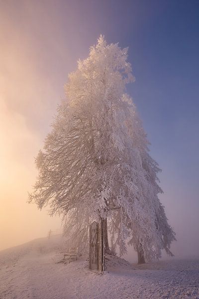 arbre isolé dans la brume matinale par Judith Kuhn