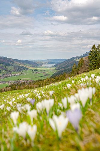 Crocuses on the Hündle with a view of the Alpsee near Immenstadt