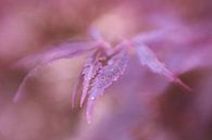Couleurs abstraites de l'automne par LHJB Photography Aperçu