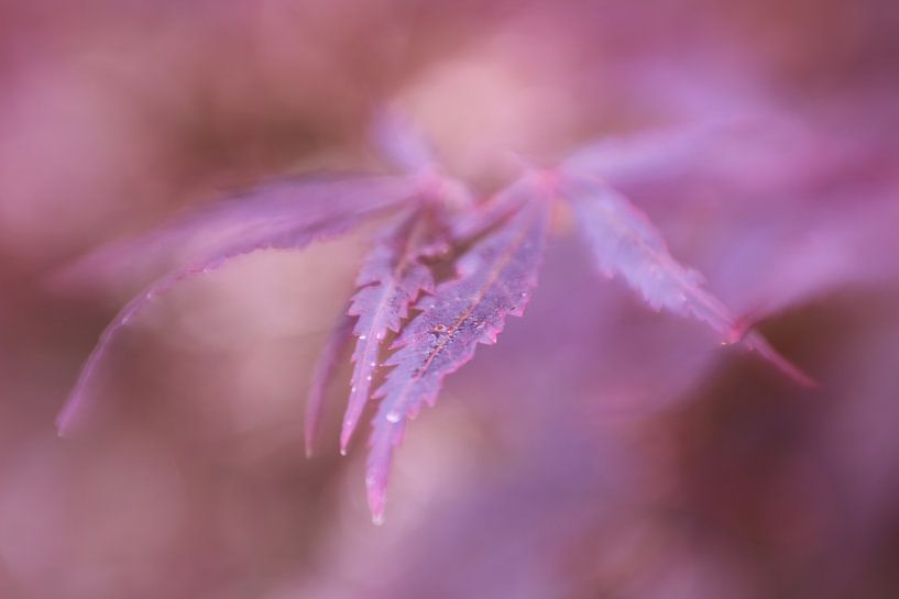 Abstracte herfstkleuren van LHJB Photography
