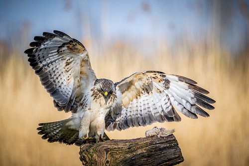 Approaching buzzard