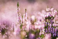 Flowering heather