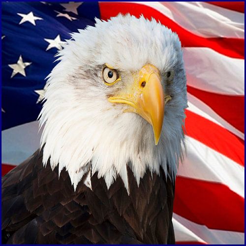 Weißkopfseeadler, Amerikanischer Weißkopfseeadler. Ein Porträt