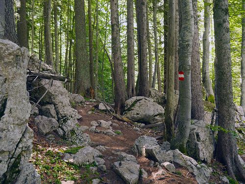 Bomen van Tim Lotterman Photography