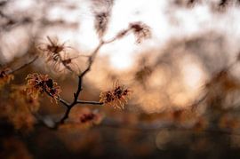 arboretum part 18 by Tania Perneel