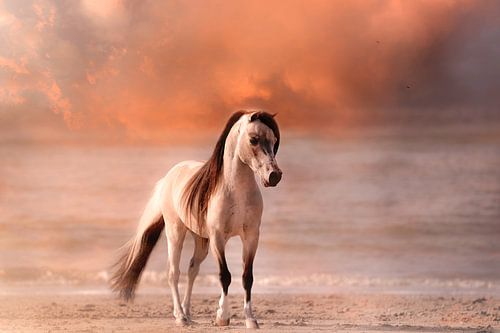 Horse on the beach