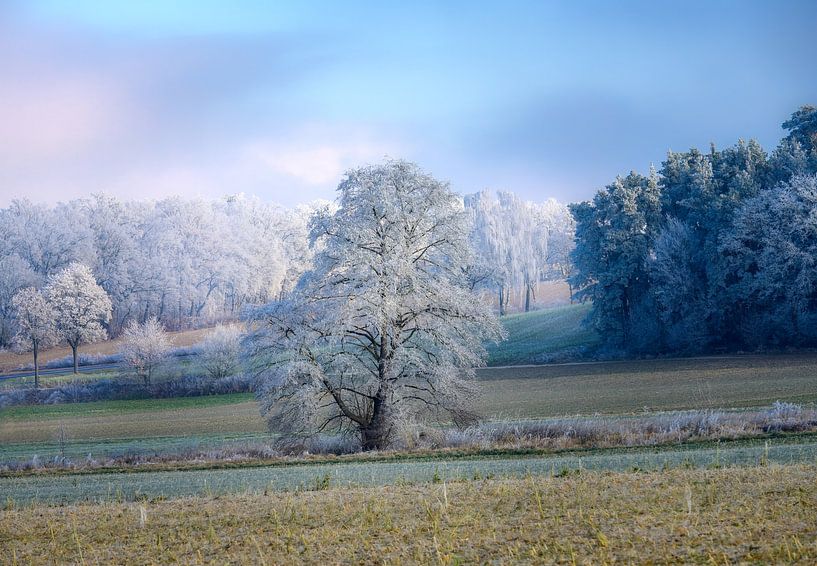 Arbres recouverts de givre dans un paysage hivernal bavarois par ManfredFotos